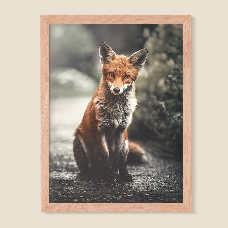 Set Wild 01