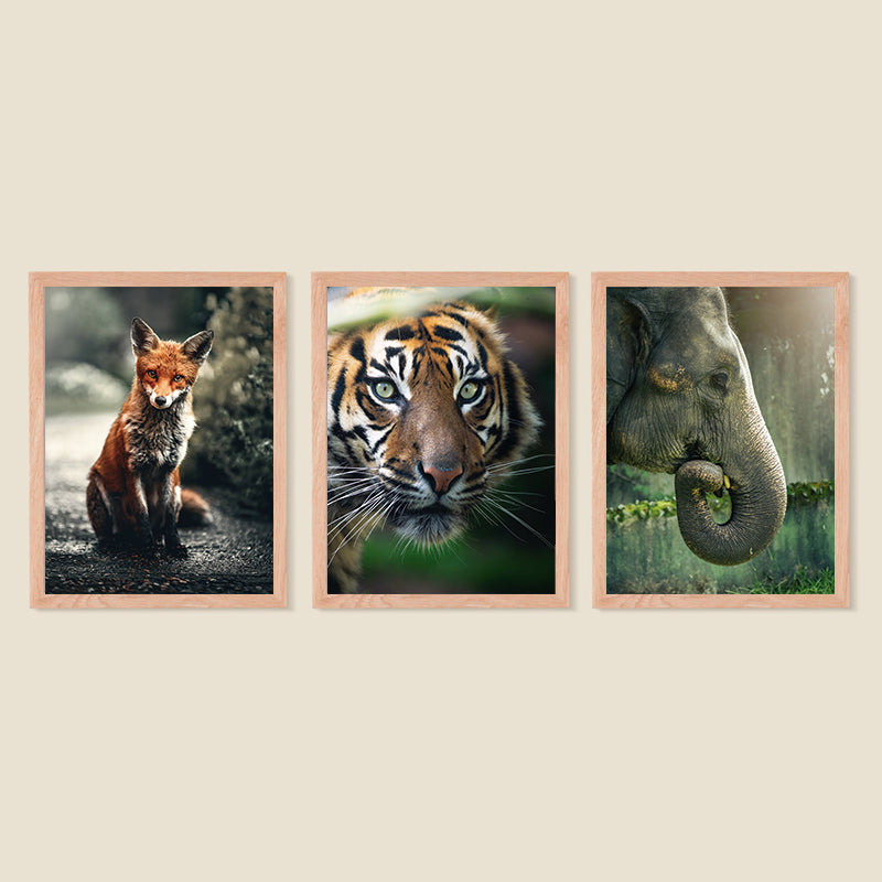 Set Wild 01