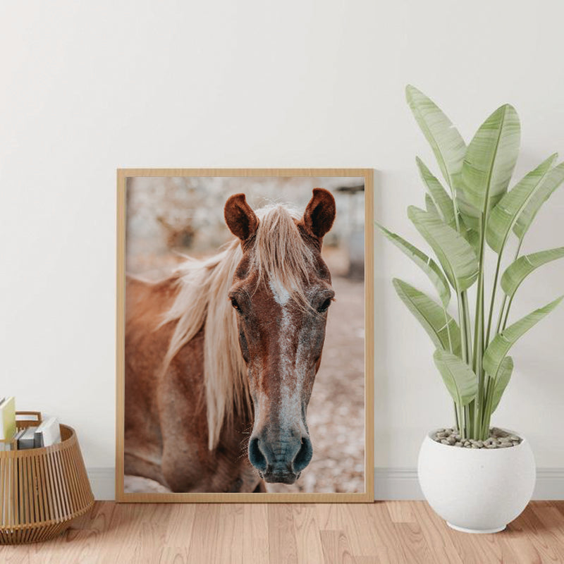 Caballo 01