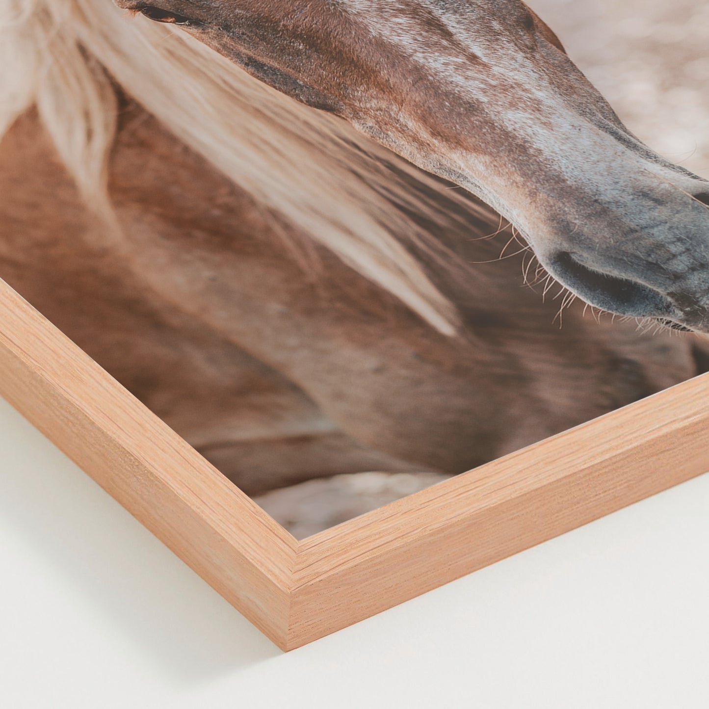 Caballo 01