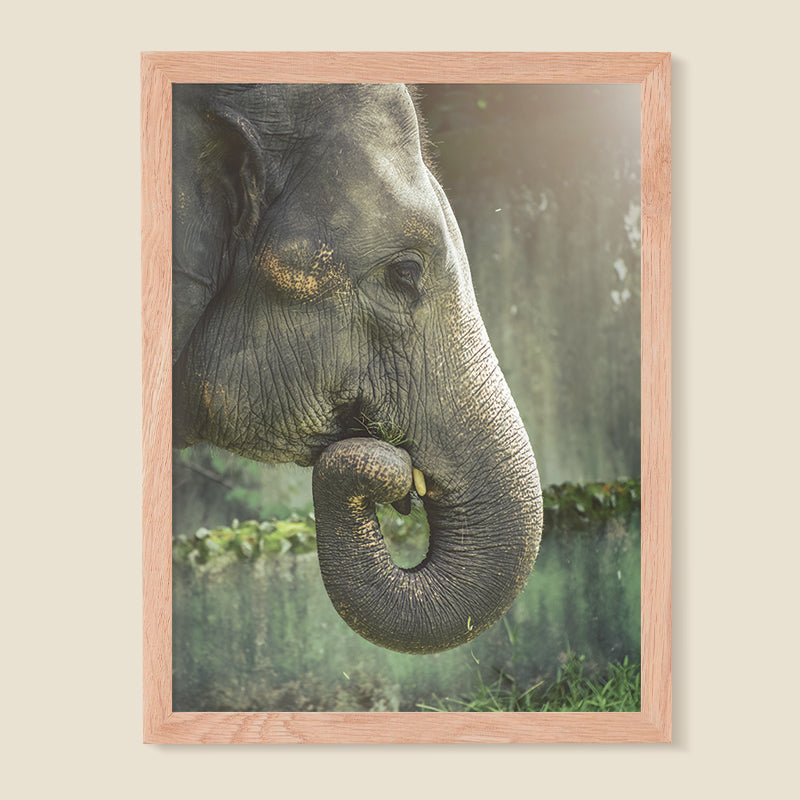 Elefante 02